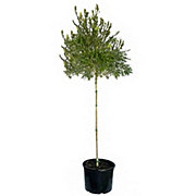 Greenleaf Nursery Hanna Ray Weeping Bottlebrush Tree