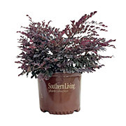 Loropetalum Purple Daydream® PP25471