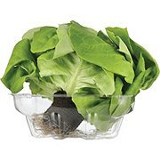 Fresh Sleeved Romaine Lettuce