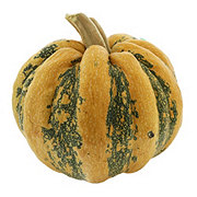 H-E-B Texas Roots American Tondo Pumpkin