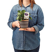 Max & Miles Premium Foliage Plant