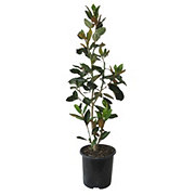 Greenleaf Nursery Little Gem Magnolia Potted Tree