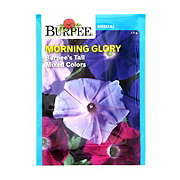 Burpee Morning Glory, Burpee's Tall Mixed Colors Seeds