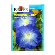 Burpee Morning Glory, Heavenly Blue Seeds