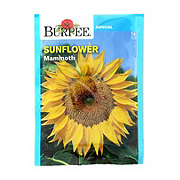 Burpee Sunflower, Mammoth Russian Seeds