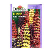 Burpee Lupine, Tutti Frutti Mix Seeds