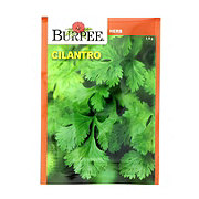 Burpee Cilantro Seeds