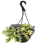 Theut's Flower Barn Succulent Combo Hanging Basket