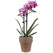 Max & Miles Tabletop Orchid