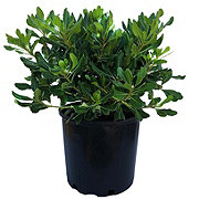 Greenleaf Nursery Potted Shrub