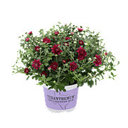 H-E-B Texas Roots Texanthemum Mum - Purple