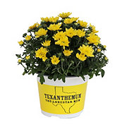 H-E-B Texas Roots Texanthemum Mum - Yellow