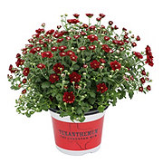 H-E-B Texas Roots Texanthemum Mum - Red