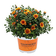 H-E-B Texas Roots Texanthemum Mum - Orange