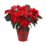 BLOOMS by H-E-B Potted Red Poinsettia