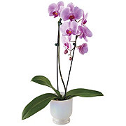 BLOOMS by H-E-B Potted 5" Waterfall Orchid