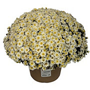 Texas Backyard Texanthemum Mum - White