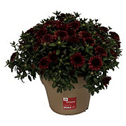 Texas Backyard Texanthemum Mum - Red