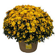 H-E-B Texas Roots Texanthemum Mum - Yellow