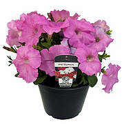 H-E-B Texas Roots Petunia