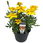 H-E-B Texas Roots Marigold