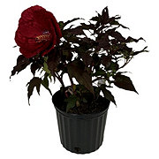 H-E-B Texas Roots Dark Leaf Hibiscus - Red