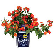 Spring Creek Growers Bloom Republic Red Lantana