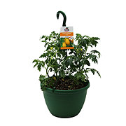 H-E-B Texas Roots Yellow Peardrops Tomato Hanging Basket