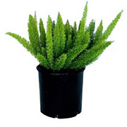 Greenleaf Nursery Myers Foxtail Fern