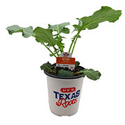 H-E-B Texas Roots Destiny Broccoli Plant