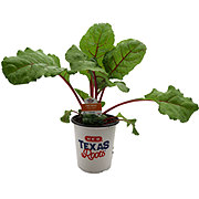 H-E-B Fire Fresh Swiss Chard Plant