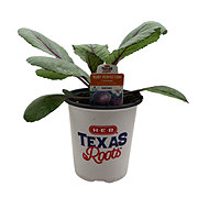 H-E-B Texas Roots Ruby Perfection Cabbage Plant