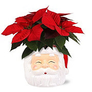 Max & Miles Red Poinsettia in Santa Planter