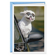 Hallmark Shoebox Dog In Car Funny Birthday Card - E20