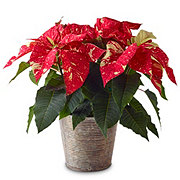 BLOOMS by H-E-B Texas Two Step Potted Poinsettia