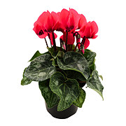 H-E-B Dark Salmon Cyclamen Potted Plant