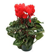 H-E-B Red Cyclamen Potted Plant