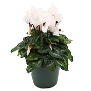 H-E-B White Cyclamen Potted Plant