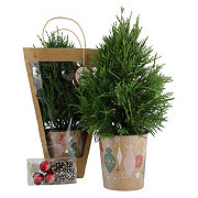 Floral Leyland Cypress Gift Bag