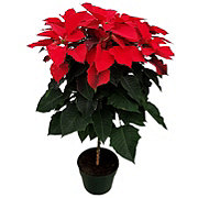 BLOOMS by H-E-B Potted Poinsettia Tree