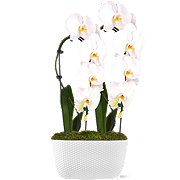 Max & Miles Waterfall Orchid Duo