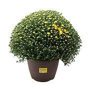 H-E-B Texas Backyard Texanthemum Mum - Yellow