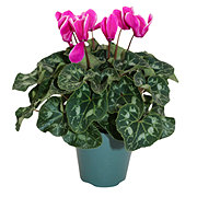 H-E-B Cyclamen Fuji Dark Violet