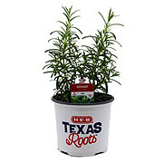 H-E-B Texas Roots Rosemary Herb