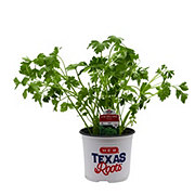 H-E-B Texas Roots Extra Curled Parsley Herb