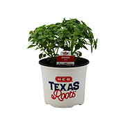 H-E-B Texas Roots Herbs - Basil Boxwood