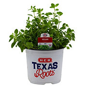 H-E-B Texas Roots Oregano Herb