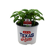 H-E-B Texas Roots Basil - Emerald Towers