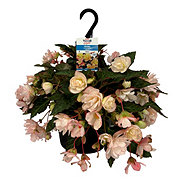 H-E-B Texas Roots I'conia Bicolor Begonia Hanging Basket