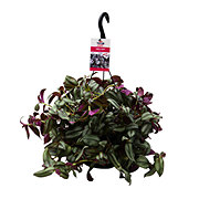 H-E-B Texas Roots Purple Heart Hanging Basket